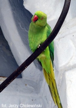 Dzika Natura Indii